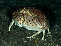 この蟹は食べると美味しいですか 北京の屋台で売っていた蟹です 始めて見る Yahoo 知恵袋