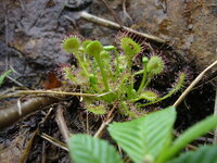 食虫植物のモウセンゴケで自生のものは珍しいですか 日本には Yahoo 知恵袋