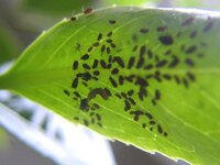 葉の裏にいる黒いハダニみたいのなんですか アブラムシの幼虫 Yahoo 知恵袋