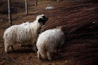 羊を一匹飼っても羊毛はどうしようもないですか なんだか羊が飼いたくな Yahoo 知恵袋