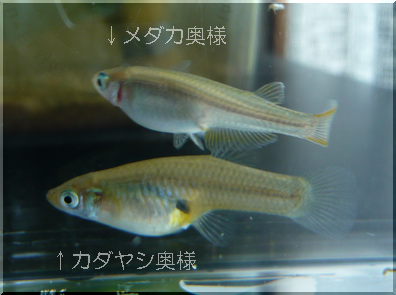 川で捕まえてきたメダカに似た魚がいるのですが何という名前なので 