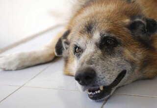 外飼いの犬は寿命が短い 長く大事にするつもりで迎えたろうに ど Yahoo 知恵袋