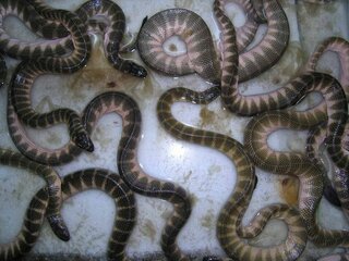 ウミヘビは ヘビの種類ですか 英語でseasnakeと呼ばれるウ Yahoo 知恵袋