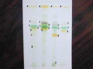 Yahoo!知恵袋学校で薄層クロマトグラフィーを使って
植物色素の分離・同定を行ったのですが、
課題の中に”クロマトグラムを図示する。”と
あったのですがどのように書けばよいのでしょうか・・・。