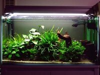 上部フィルターで育てられる水草をおせえてください 設備はこんな感じです Yahoo 知恵袋
