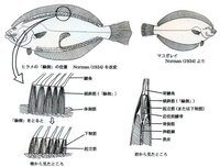 エンガワはカレー ヒラメのどこの部位にありますか 写真 図解し Yahoo 知恵袋