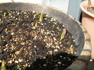 チューリップの球根を１０月上旬に植えたのですが 昨日見たら芽が出てい Yahoo 知恵袋