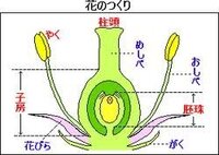 タンポポのつくりについて タンポポの花のつくりについて検索し Yahoo 知恵袋