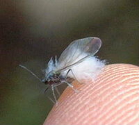 冬に飛んでる白い虫ってなんて名前ですか ユキムシと言うアブラムシ Yahoo 知恵袋