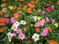 虫が寄り付かないきれいな花ってありますか 夏の花ですが ハナス Yahoo 知恵袋