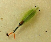 田んぼに居た生き物について こんにちは 去年の話なのですが 田んぼで Yahoo 知恵袋