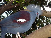 今日珍しい鳩を見ました 頭の上に白いトサカがある モヒカンみた Yahoo 知恵袋