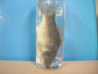 魚のホルマリン漬けのやり方を教えてください そんなに難しく Yahoo 知恵袋