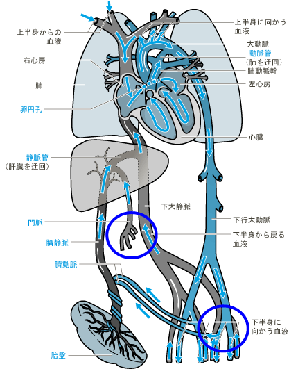 胎児循環について質問です 冠動脈 静脈管 動脈管 擠動脈この中で Yahoo 知恵袋