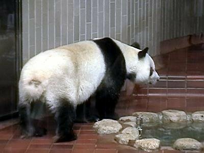 パンダの尻尾は長いの 短いの 細いの 太いの 丸いの 尖ってるの Yahoo 知恵袋