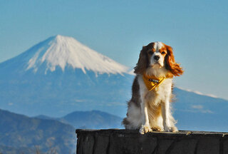 犬は年を取るとよく寝るようになりますか 今日はあまりにも寝てるような気 Yahoo 知恵袋