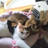 一人暮らしで猫を飼っています 多頭飼いvs一人っ子についてど Yahoo 知恵袋