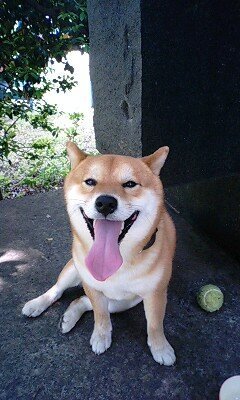 柴犬の額に 一本線の溝が出来るのはなぜですか 右筋肉と左筋肉の間の筋だ Yahoo 知恵袋