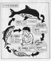 焼き魚にいた魚の寄生虫ってみなさんどうしてますか 気づいた分は除い Yahoo 知恵袋