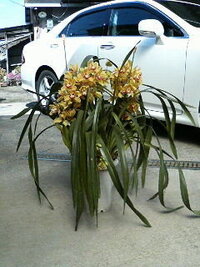 Grs0のクラウンアスリート2 5lなんですが 純正タイヤサイズは Yahoo 知恵袋