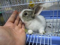 うさぎを飼ってますけっこう甘えん坊なんですがみなさんが飼ってるうさぎちゃんも Yahoo 知恵袋