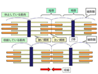 筋収縮について 筋収縮したとき サルコメアの長さが短くなります Yahoo 知恵袋
