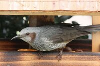 朝に鳴き声がうるさい鳥の種類を教えて下さい 今朝 鳥のうるさい鳴き声で目が覚め Yahoo 知恵袋