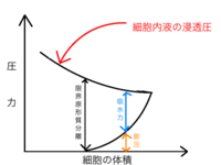生物の浸透圧に関して質問です 問題で ユキノシタの葉を のスクロー Yahoo 知恵袋