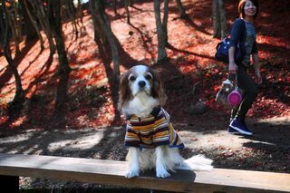 我が家の犬はこたつの中や布団の中に潜るのが好きなようですぐ潜ってしまいます 出 Yahoo 知恵袋