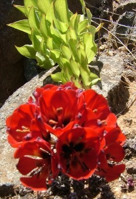 砂漠に咲く花を教えてください 実際砂漠地域で植物を観察しました Yahoo 知恵袋