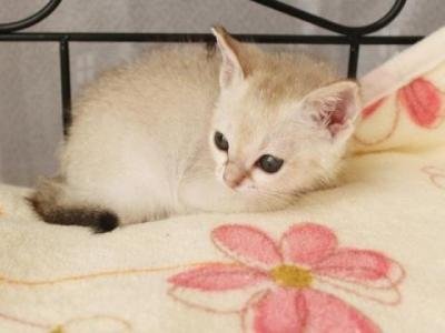 猫好きな方に質問です!好きな猫の種類は何ですか？？ちなみに自分は 