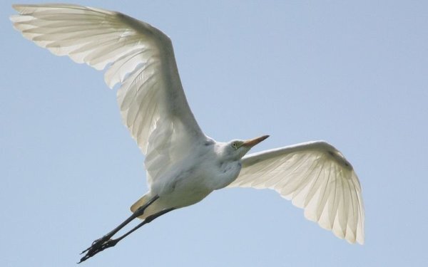 鳥に関する質問です 鳥の中には 飛ぶときに首を真っ直ぐ伸ばして飛ぶ鳥と Yahoo 知恵袋