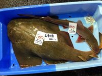 一番安く買える魚はなんでしょうか 魚種の特定はできませんけど底 Yahoo 知恵袋