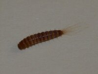 昨日部屋の模様替えをしました ラックの下の隙間などから 茶色い丸く細長い1 Yahoo 知恵袋