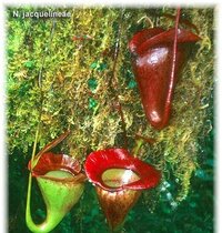 最も栽培が容易な食虫植物は何ですか また あなたが栽培した Yahoo 知恵袋