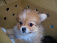 パピヨンとポメラニアンのミックス犬ってどんなのですか よかっ Yahoo 知恵袋