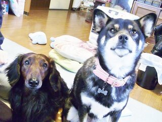 犬にサンマの骨はよくないですか 私が子供の頃 犬のエサは残飯が普通で 魚の骨 Yahoo 知恵袋