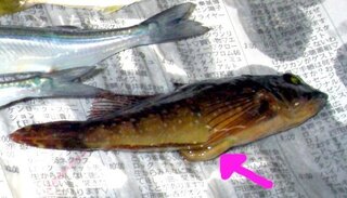 面白いなぁ と思う魚の名前ってありますか 深海魚 下ネタ系何で Yahoo 知恵袋