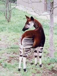 突然変異 オカピって どんな動物なんですか オカピ Yahoo 知恵袋