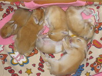 お昼頃 ペットのうさぎが無事赤ちゃんを産みましたですが一匹しか産まれ Yahoo 知恵袋