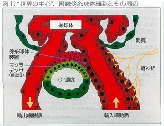 Yahoo!知恵袋機能形態学の泌尿器に関する質問です。
血圧の低下、循環血流量の低下などによって、レニンが分泌されるのは、腎の何細胞という所ですか?
