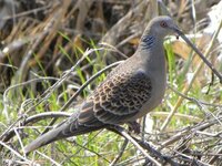 何の動物の鳴き声 よく外から聞こえてくるのですが ホーホー ホッホー とフ Yahoo 知恵袋