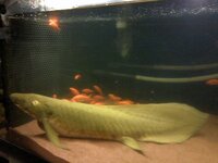 低温飼育可能な大型魚について 自宅に5m真っ角の池があり 湧き水の為 夏期 Yahoo 知恵袋