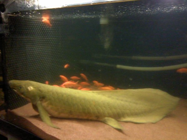 低温飼育可能な大型魚について 自宅に5m真っ角の池があり 湧き水の為 夏期 Yahoo 知恵袋