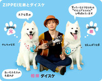 ｚｉｐのジッペイは何て言う種類の犬ですか サモエド という犬種で笑って Yahoo 知恵袋