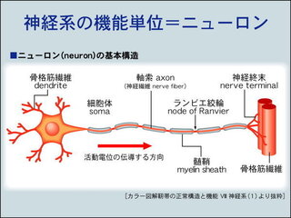 Yahoo!知恵袋生物1について
ランゲルハンスのA細胞とB細胞の違い
ニューロンで
軸索と ランビエ絞輪の違い
わかりやすくお願いします。