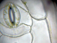 葉の表皮系の中で 葉緑体が存在するのはどの細胞ですか また 核の大きさと Yahoo 知恵袋