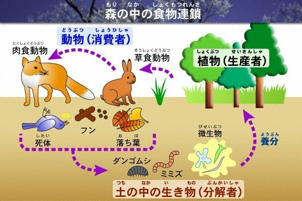 食物連鎖のわかりやすい図をください 自分的には この図が日本 Yahoo 知恵袋
