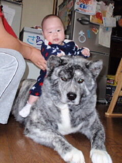 0以上 秋田 犬 虎毛 銀 あなたのための犬の画像