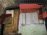 モルモットの掃除の工夫 こんばんは 私はモルモットを１匹飼育しています そこ Yahoo 知恵袋